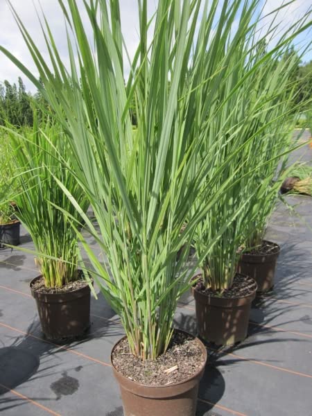 Panicum virgatum Northwind - Rutenhirse Nordwind