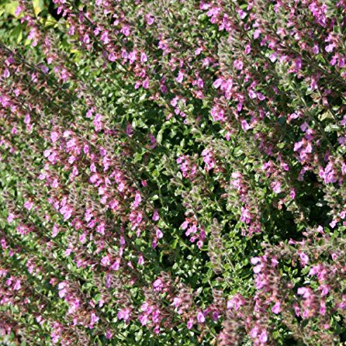 6 x Bastard Gamander - Teucrium Lucidrys Topf 9x9cm: Robuste Staude für sonnige Standorte